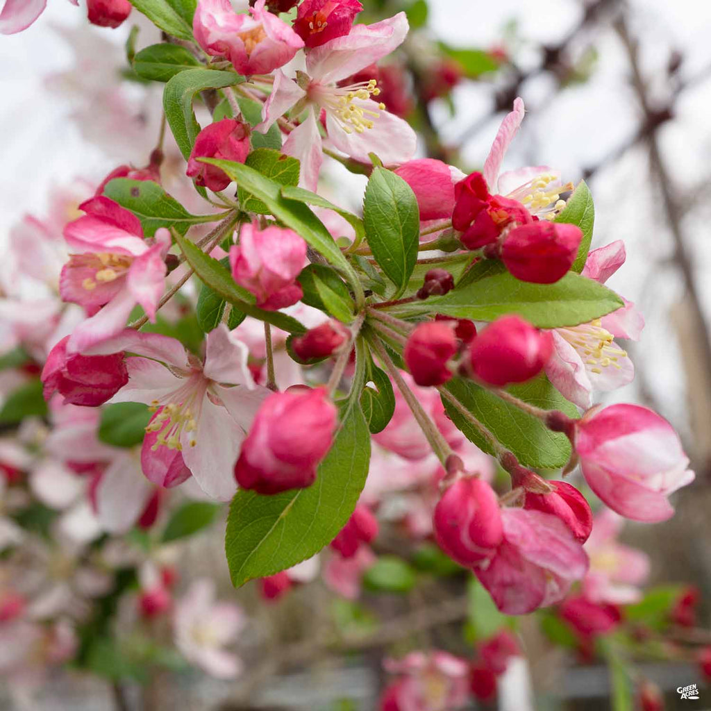 Flowering Crabapple 'Prairifire' — Green Acres Nursery & Supply