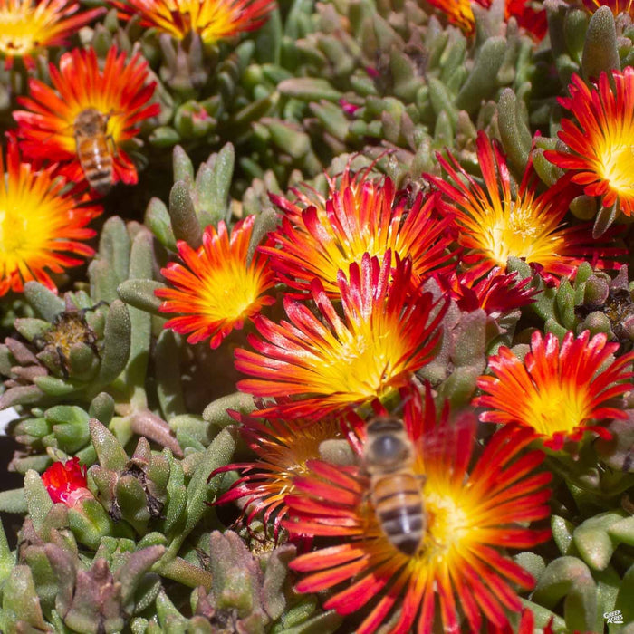 Ice Plant Green Acres Nursery Supply