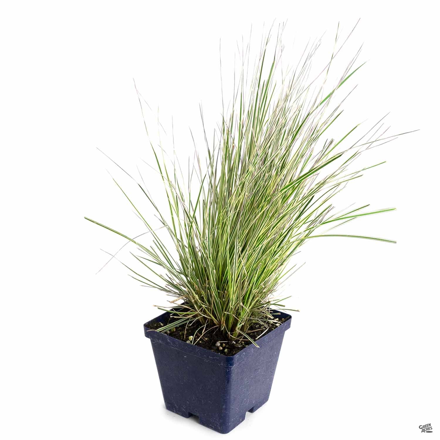 Northern Lights Tufted Hair Grass
