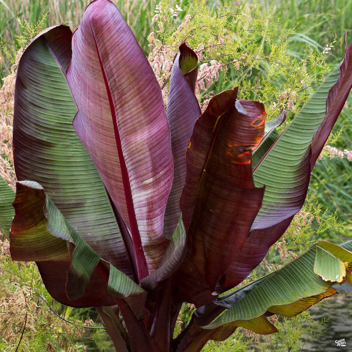 red banana leaf plant