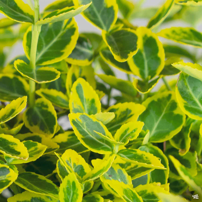 Euonymus 'Emerald 'n' Gold' — Green Acres Nursery & Supply