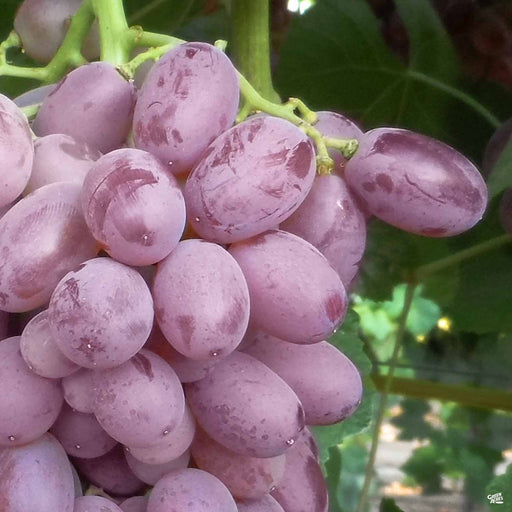 Grape 'Thompson Seedless' — Green Acres Nursery & Supply