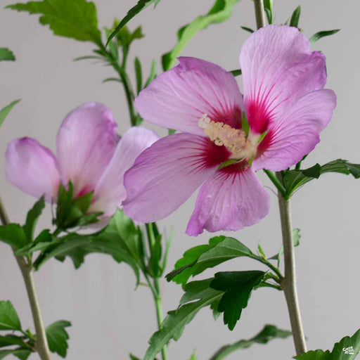 Tropical Hibiscus — Green Acres Nursery & Supply