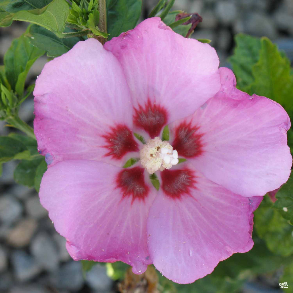 Rose of Sharon 'Minerva' — Green Acres Nursery & Supply