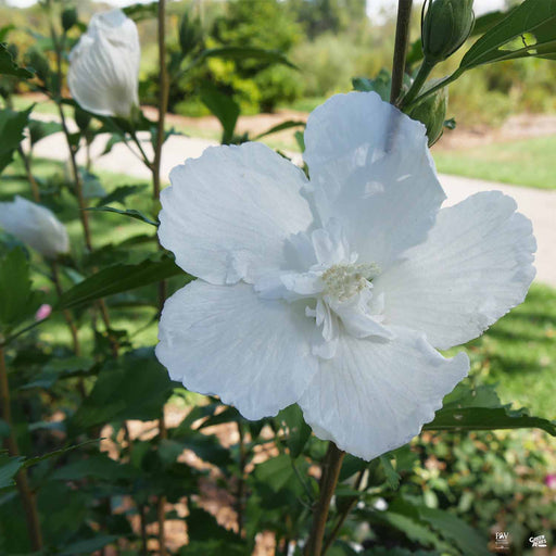 Tropical Hibiscus — Green Acres Nursery & Supply