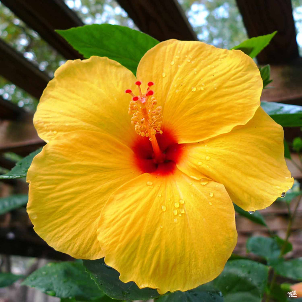 Tropical Hibiscus — Green Acres Nursery & Supply