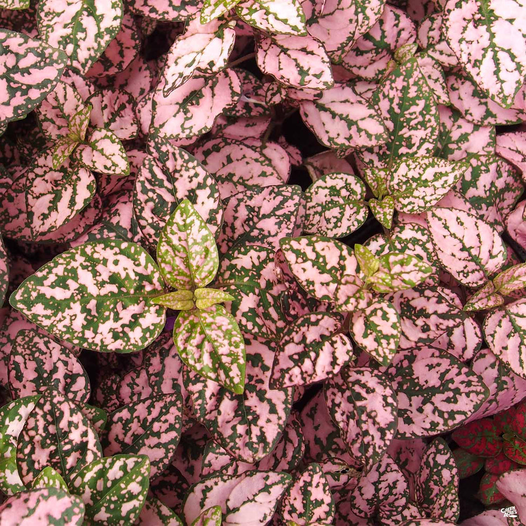 Polka Dot Plant Care Malayalam / Polka Dot Plant (Hypoestes ...