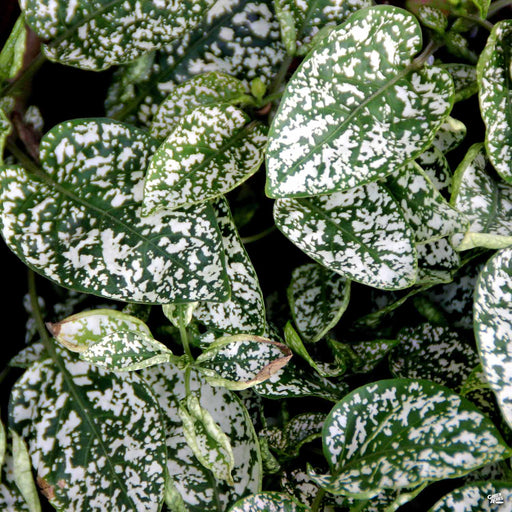 Hippo Red Polka Dot Plant (Hypoestes phyllostachya 'G14157') in