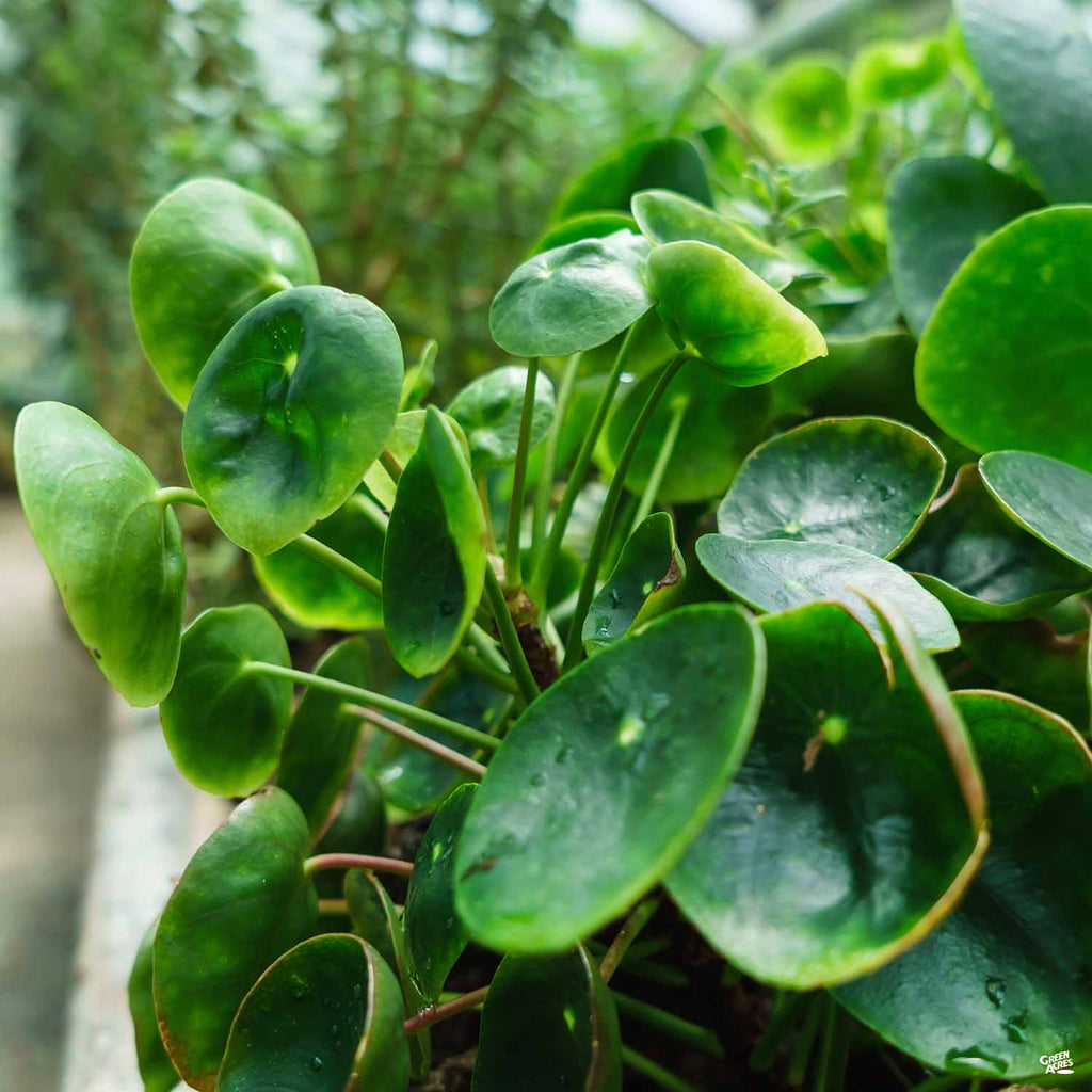 Chinese Money Plant — Green Acres Nursery & Supply