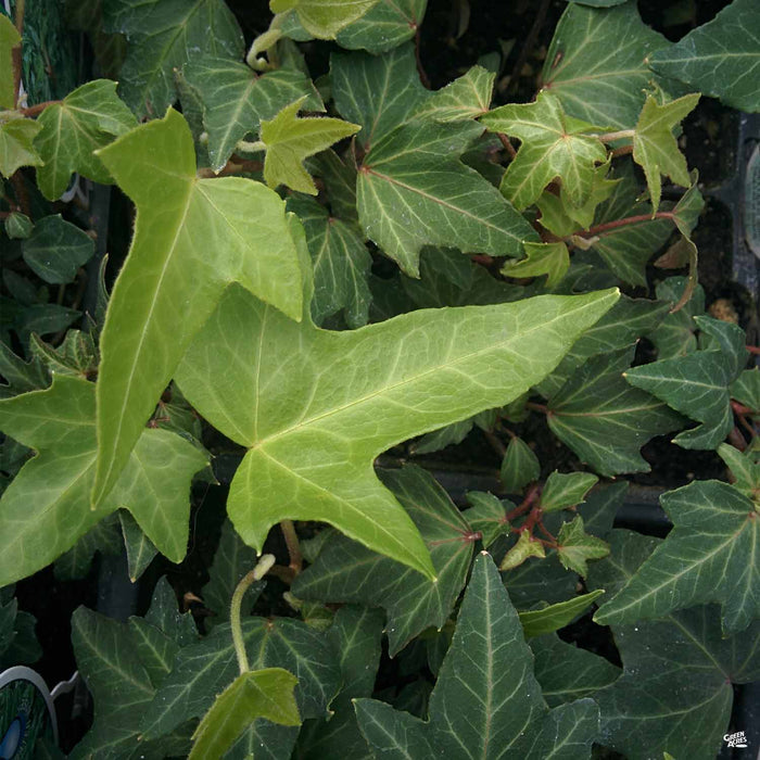 Ivy 'Needlepoint' — Green Acres Nursery & Supply