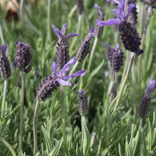 Lavender — Green Acres Nursery & Supply