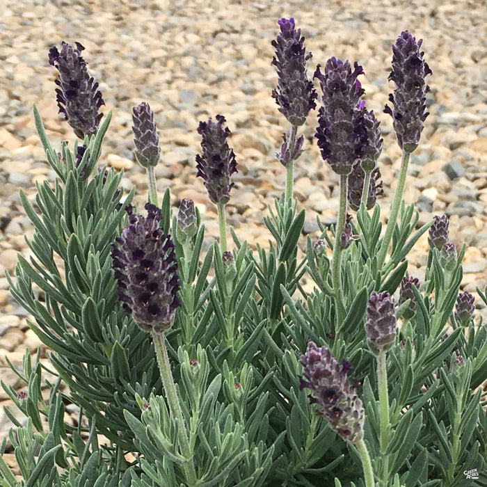 Download Lavender 'Anouk Purple Crown' — Green Acres Nursery & Supply