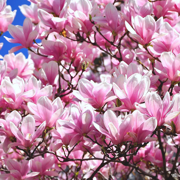 Tulip Magnolia — Green Acres Nursery & Supply