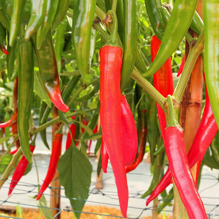Cayenne pepper on plants information