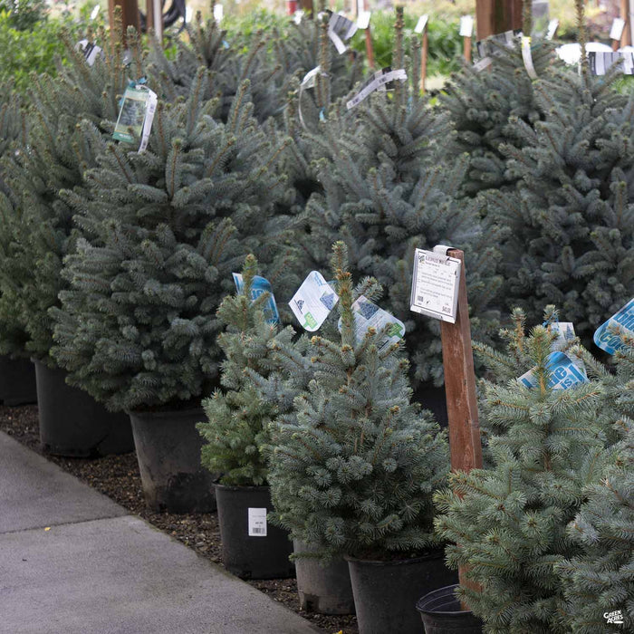 Blue Spruce Baby Blue Green Acres Nursery Supply