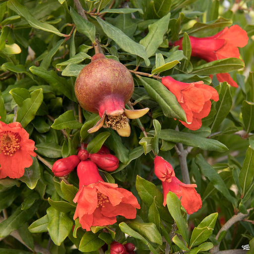 Fuji Apple, Malus domestica 'Fuji', Monrovia Plant