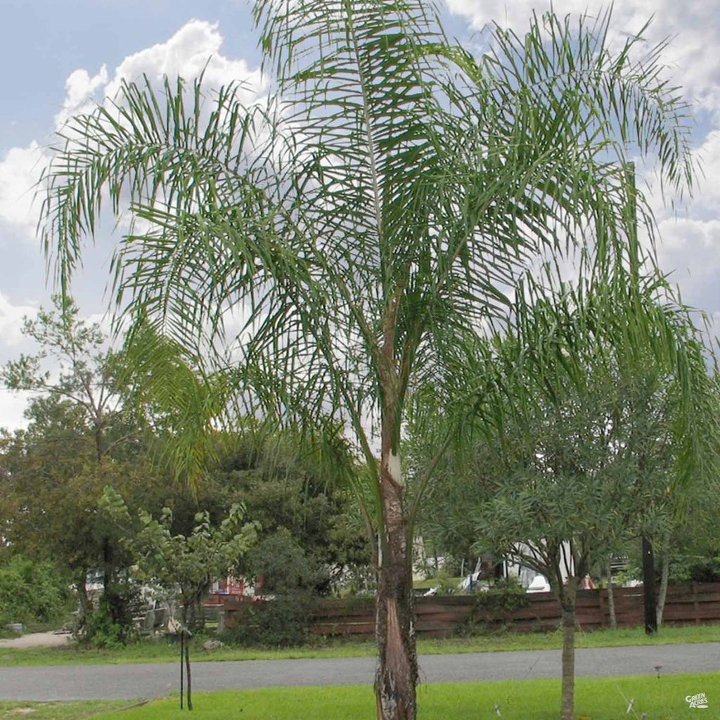 Queen Palm — Green Acres Nursery & Supply
