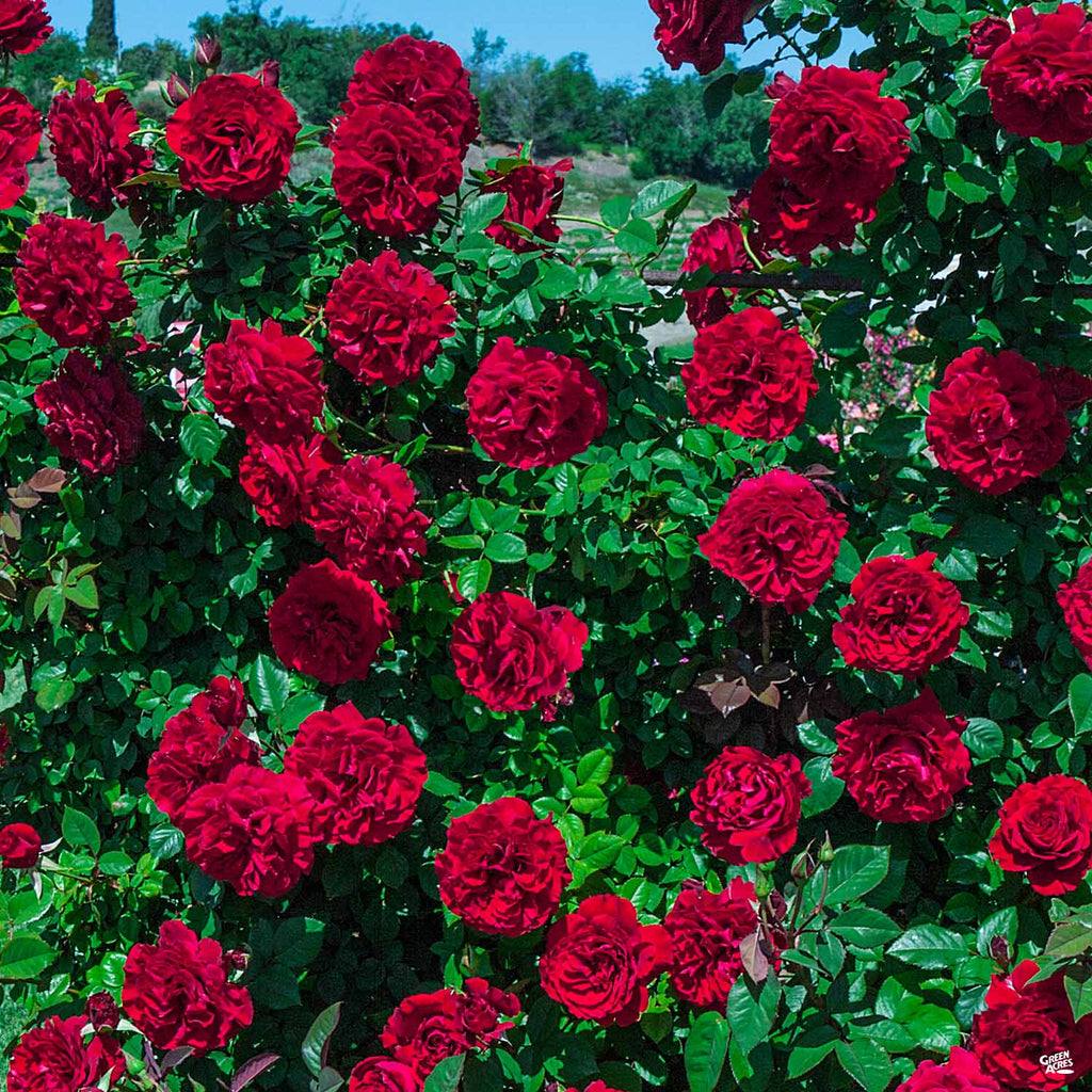 Red Climbing Roses Lady in red™ climbing rose — green acres nursery ...