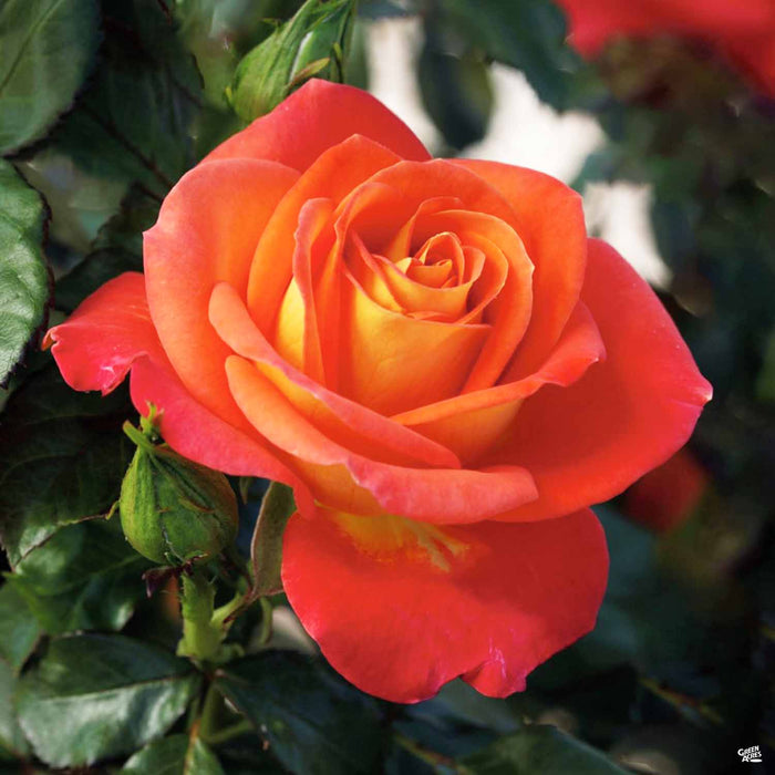 Burst of Joy® Rose — Green Acres Nursery & Supply