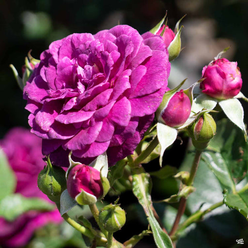 Black Baccara™ Rose — Green Acres Nursery & Supply