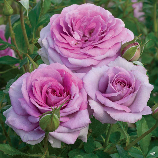 Rose 'Blue Girl' — Green Acres Nursery & Supply