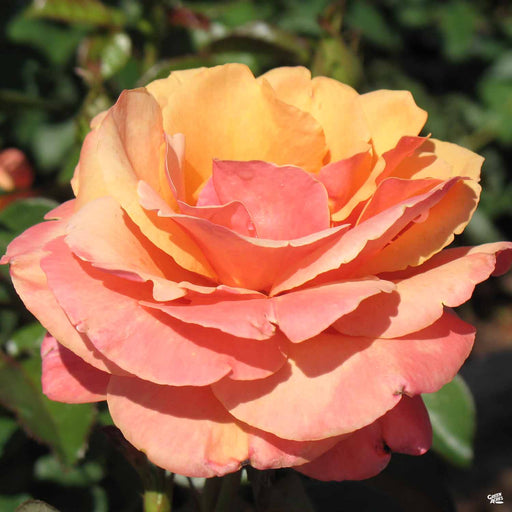 Black Baccara™ Rose — Green Acres Nursery & Supply