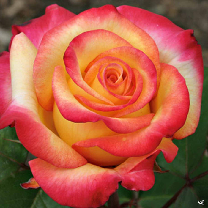 Dream Come True™ Rose — Green Acres Nursery & Supply