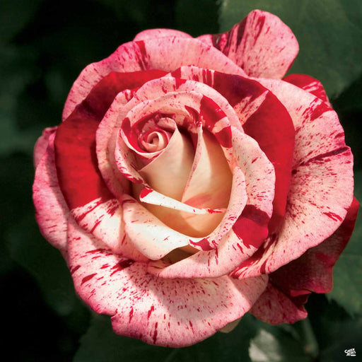 Rose 'Twilight Zone' — Green Acres Nursery & Supply