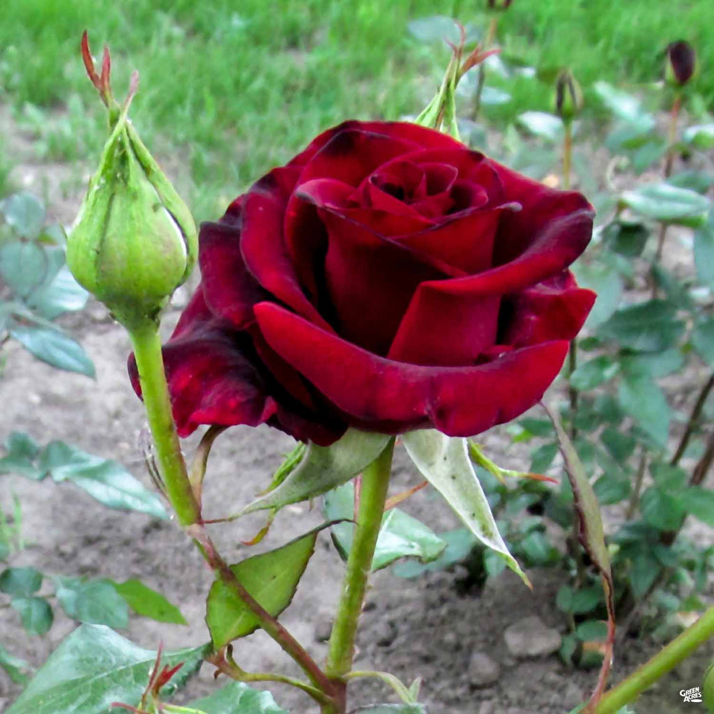 Black Baccara™ Rose — Green Acres Nursery & Supply