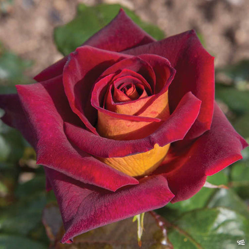 Top Secret Dutch Rose at Rs 120/piece, Chikkajogihalli, Bellary