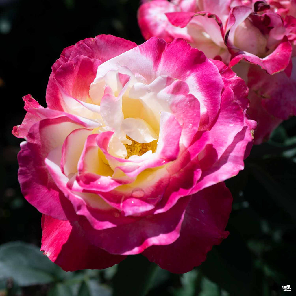 Rose 'Double Delight' — Green Acres Nursery & Supply