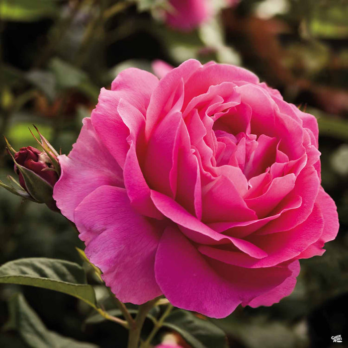 Grande Dame™ Rose — Green Acres Nursery & Supply