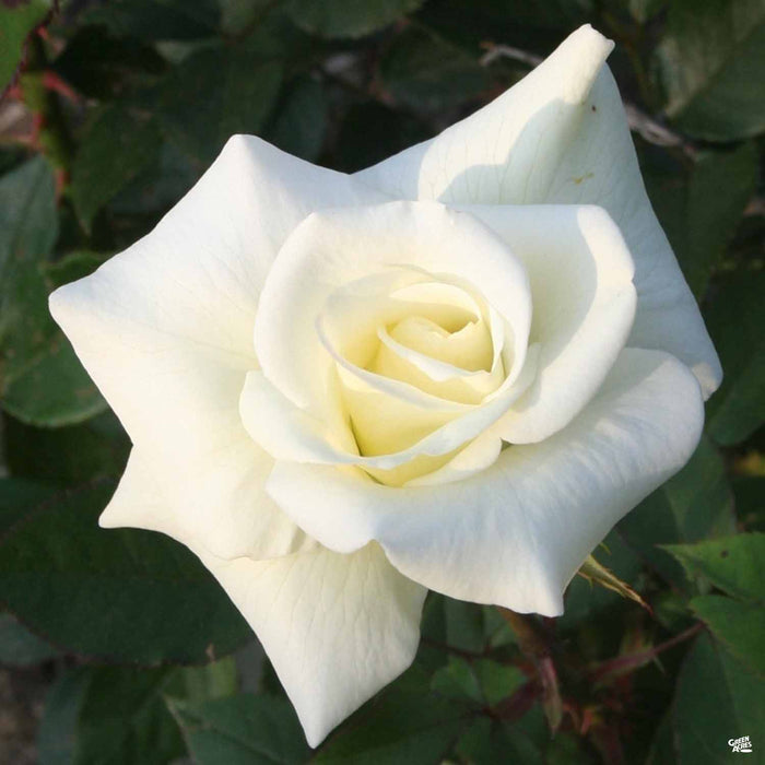 Rose 'John F. Kennedy' — Green Acres Nursery & Supply