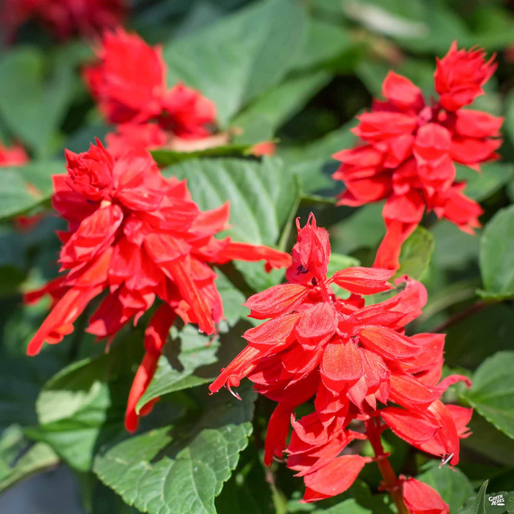 Red Hot Sally Sage — Green Acres Nursery & Supply