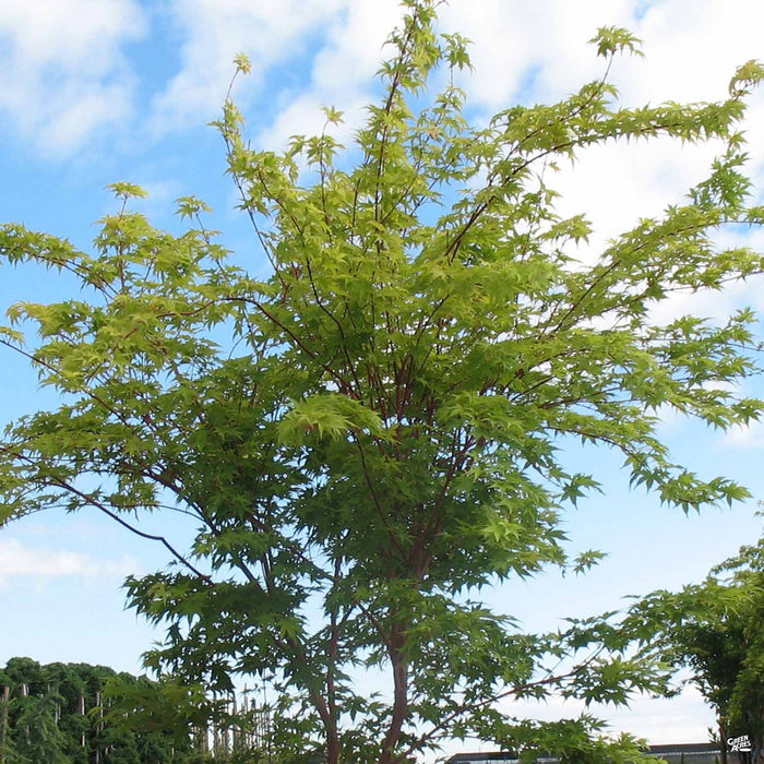 coral bark maple