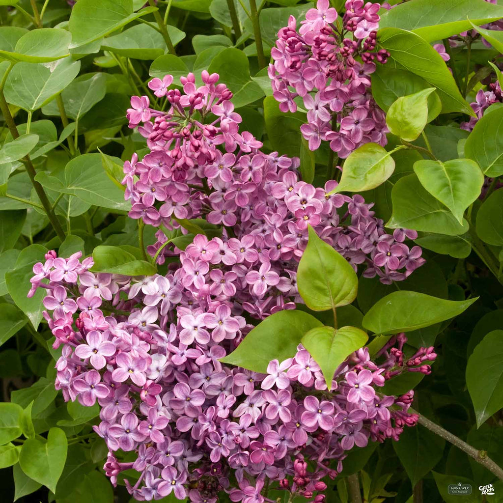 Lilac Hybrids | Monrovia — Green Acres Nursery & Supply