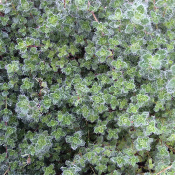 wooly thyme versus ice plant as ground cover
