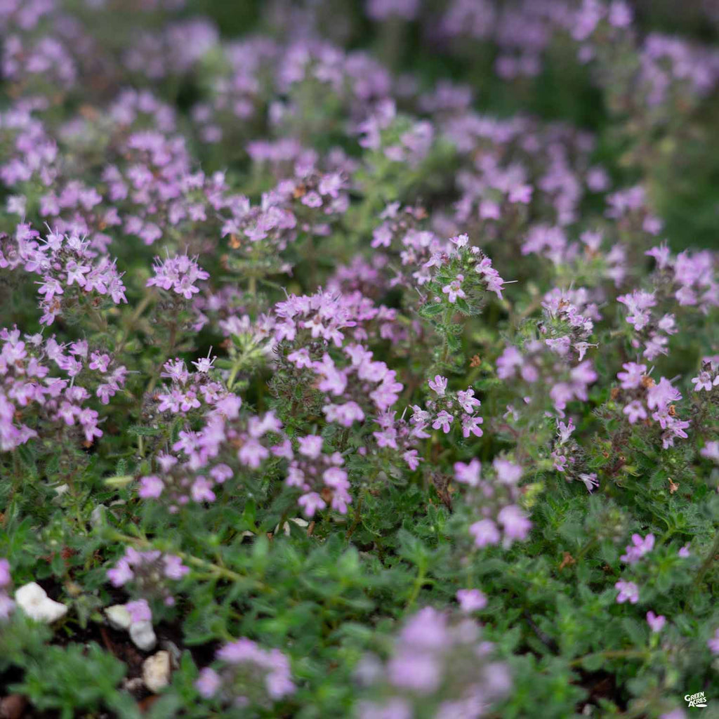 flat of wooly thyme