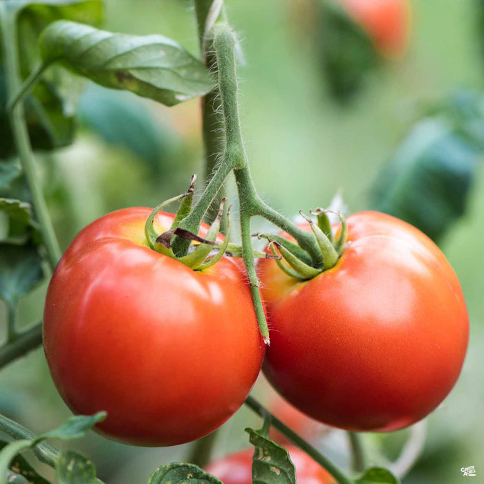 Tomato 'Celebrity' — Green Acres Nursery & Supply