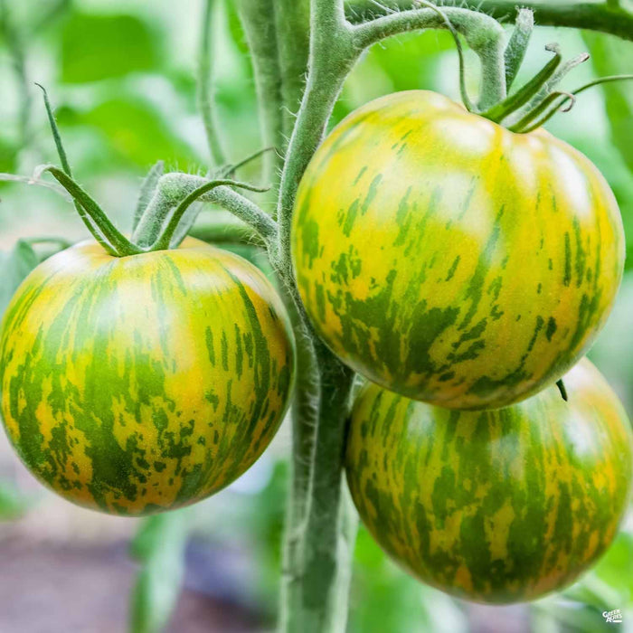 green zebra tomato size