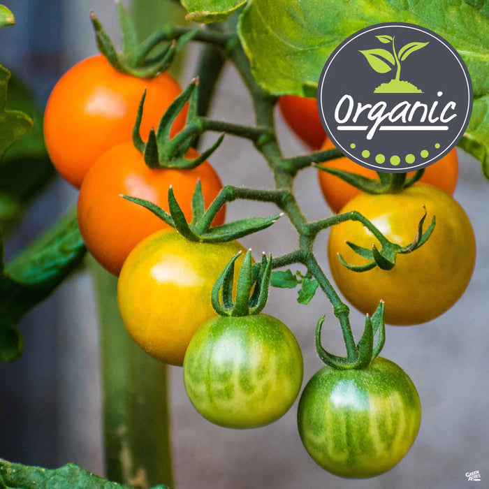 Tomato 'Sun Gold', Organic — Green Acres Nursery & Supply