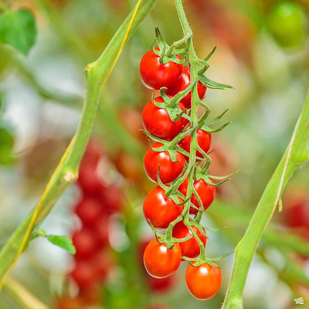 sweetie tomato