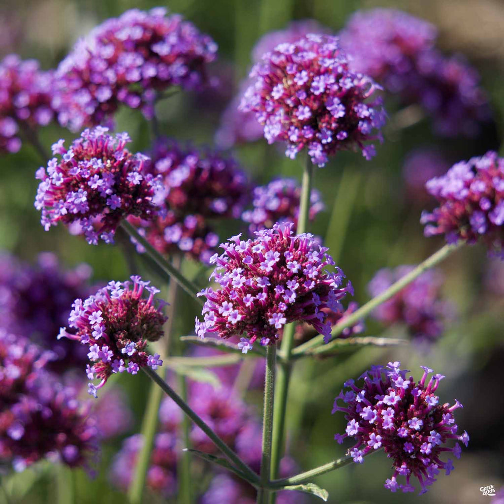 Tall Verbena ‘Meteor Shower’ — Green Acres Nursery & Supply