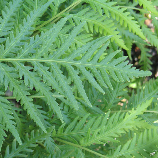 Foxtail Asparagus Fern — Green Acres Nursery & Supply