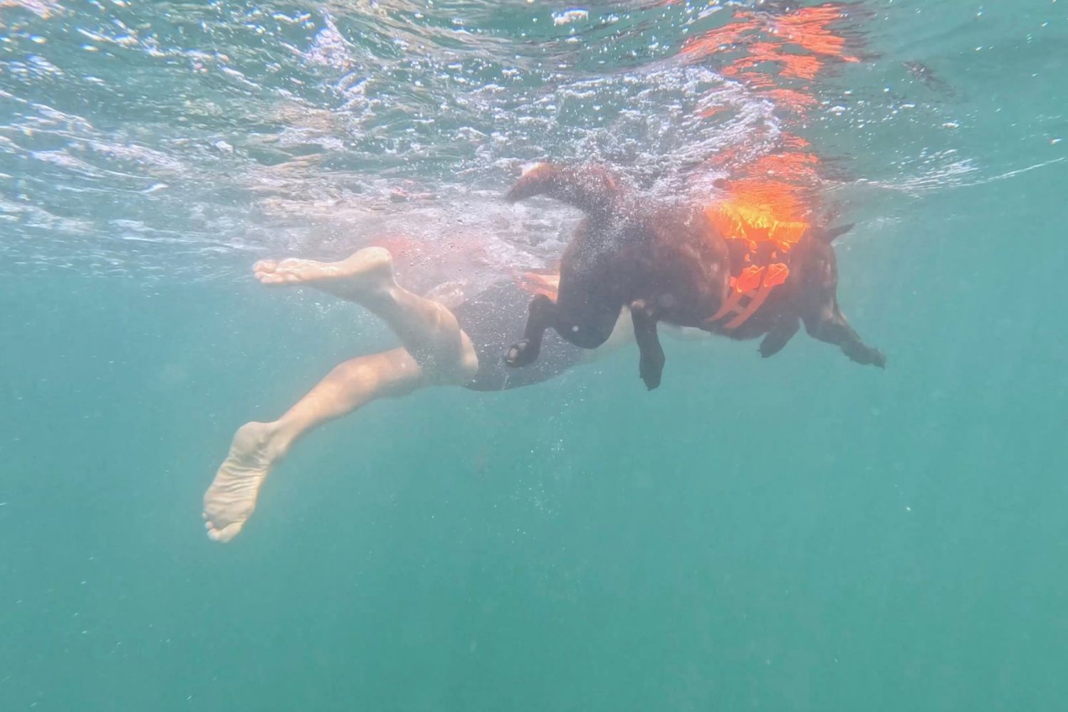 a shot taken under water so you can see pepper and Bobby G swimming next to each other from underneath