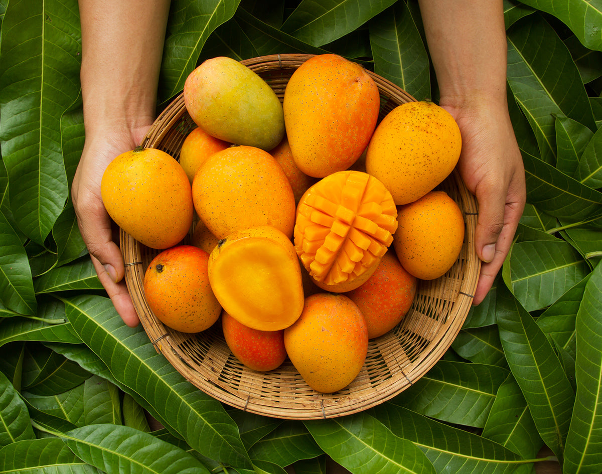 Hands Holding Basket of Mangoes | Marijuana Packaging