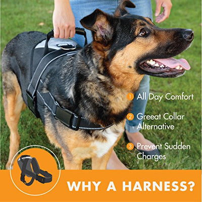 collars and leashes for large dogs