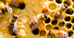 Honeybees working on a honeycomb in a sustainable beekeeping environment for beeswax candle production