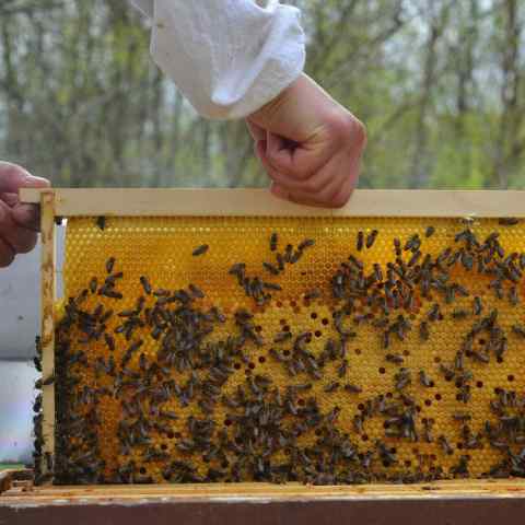 Beekeeper inspecting a honeycomb frame teeming with honey bees, the natural source of beeswax used in eco-friendly candle making