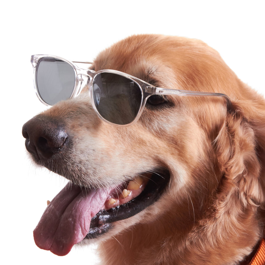 rocket dog sunglasses